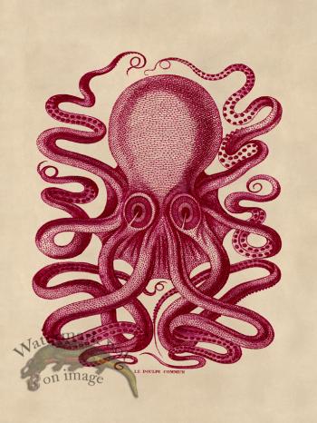 Octopus Pink 31